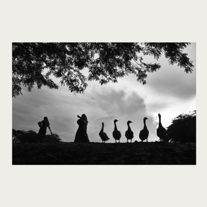 People and ducks from low angle by Bhaskar Kundu