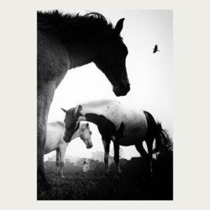 horses at Kolkata Maidan by Bhaskar Kundu