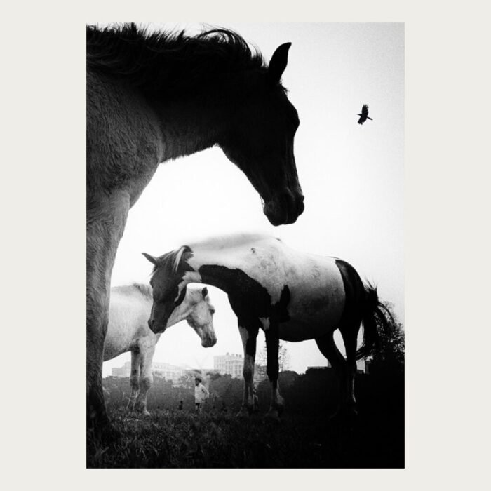 horses at Kolkata Maidan by Bhaskar Kundu