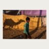 Camel shadow in Pushkar desert – fine art photograph by Debrani Das